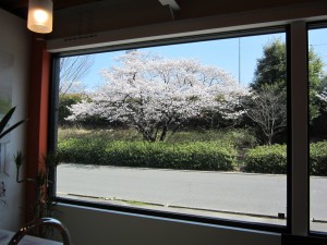 ショールーム☆桜