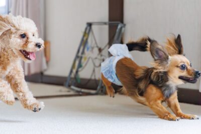 ペットにやさしいバリアフリー